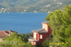 Dedelos Studios_best prices_in_Apartment_Piraeus Islands - Trizonia_Poros_Poros Chora