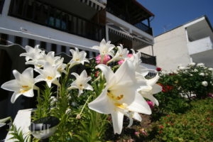 Oreos Appartments_accommodation_in_Room_Macedonia_Halkidiki_Sarti