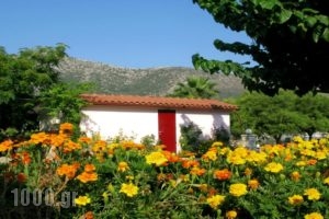 The Garden'S Studios_best prices_in_Hotel_Ionian Islands_Kefalonia_Kefalonia'st Areas