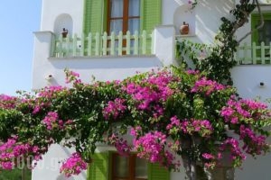 Elena Studios_accommodation_in_Hotel_Cyclades Islands_Paros_Piso Livadi