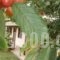 Gardenia Studios_best deals_Hotel_Thessaly_Magnesia_Mouresi