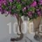 Eleftheria Veloudiou_best deals_Hotel_Cyclades Islands_Tinos_Tinosora