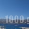 Roses Studios_best prices_in_Hotel_Dodekanessos Islands_Karpathos_Karpathos Chora