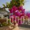 Pantonia Apartments_best prices_in_Apartment_Piraeus islands - Trizonia_Kithira_Kithira Chora