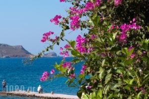 Faros Rooms_holidays_in_Room_Dodekanessos Islands_Tilos_Livadia