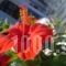 Villa Gallini_best deals_Villa_Sporades Islands_Alonnisos_Patitiri