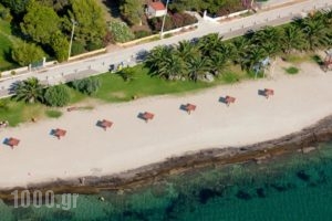 Thomas Beach Hotel_best prices_in_Hotel_Piraeus islands - Trizonia_Aigina_Marathonas
