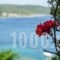 Alex Studios_lowest prices_in_Hotel_Central Greece_Fthiotida_Pelasgia