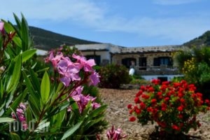 Peristeri Apartments_lowest prices_in_Apartment_Cyclades Islands_Antiparos_Antiparos Chora