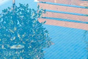 The Oak Hotel_lowest prices_in_Hotel_Macedonia_Kavala_Keramoti