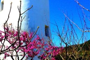 Windmill Complex_accommodation_in_Hotel_Cyclades Islands_Sifnos_Sifnos Chora