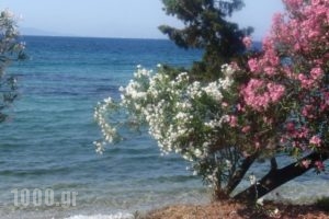 Aliki Studios_best deals_Hotel_Ionian Islands_Corfu_Corfu Rest Areas