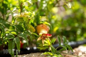 Allegory Boutique Hotel_lowest prices_in_Hotel_Dodekanessos Islands_Rhodes_Rhodes Chora