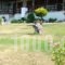 House Garlis Apartments_travel_packages_in_Macedonia_Halkidiki_Kassandreia
