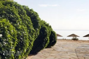 Iliorama Luxury Apartments_best deals_Apartment_Aegean Islands_Thasos_Chrysi Ammoudia
