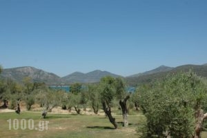 Gera's Olive Grove - Elaionas tis Geras_holidays_in_Hotel_Aegean Islands_Lesvos_Mytilene