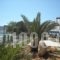 Baywatch Apartments_lowest prices_in_Apartment_Dodekanessos Islands_Karpathos_Karpathosora