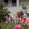 Angelina Apartments_best deals_Apartment_Ionian Islands_Corfu_Roda