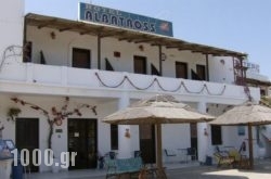 Albatross in Serifos Chora, Serifos, Cyclades Islands