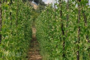Ktima Bellou_best prices_in_Hotel_Thessaly_Larisa_Livadi