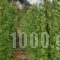 Ktima Bellou_best prices_in_Hotel_Thessaly_Larisa_Livadi