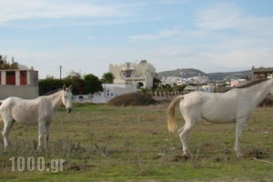 Marc Aggelos - Meteora Studios_accommodation_in_Apartment_Cyclades Islands_Sandorini_Perissa